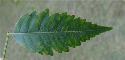  Leaflet (Adaxial view)